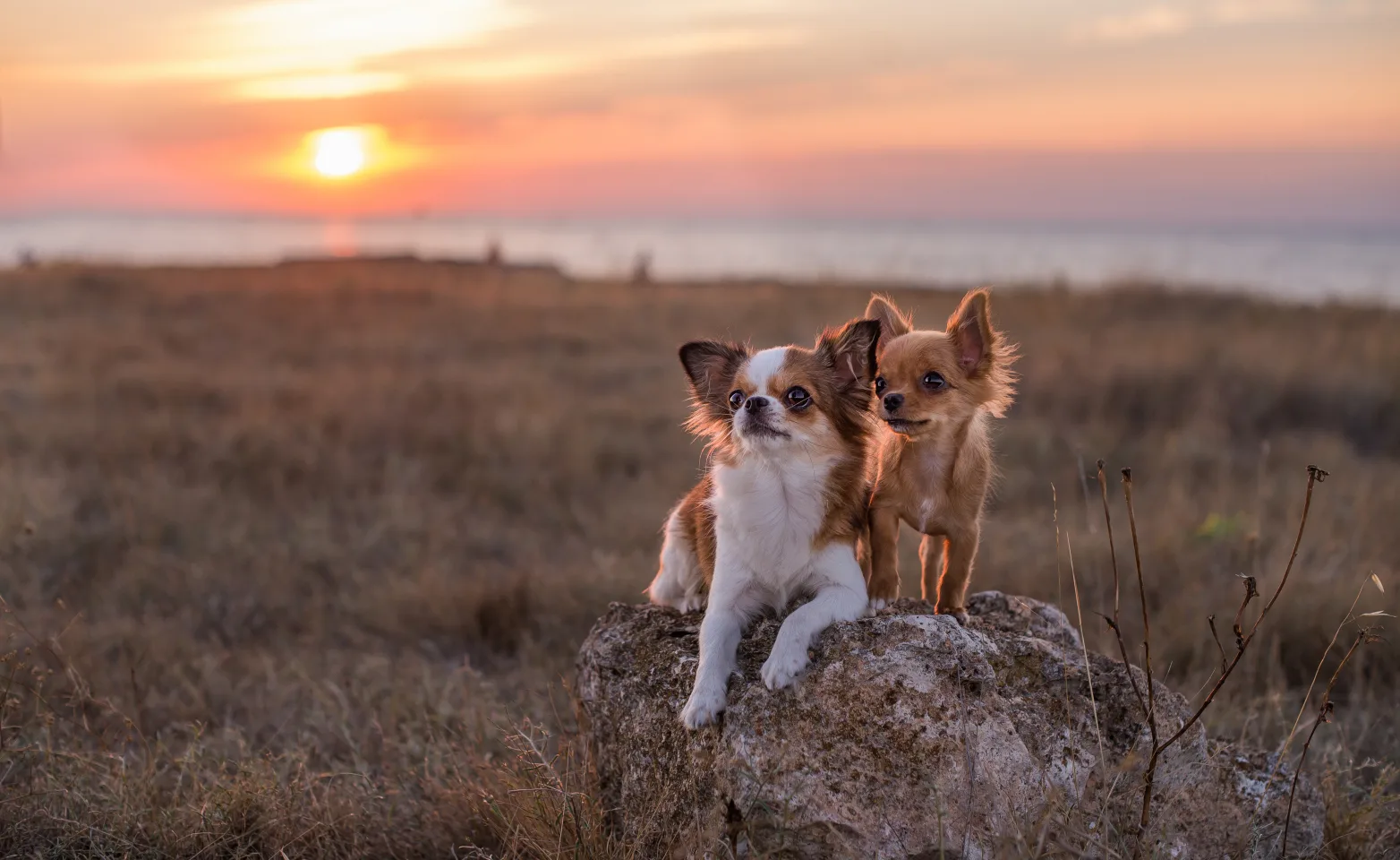 two dogs sitting on a rock with the sunset in the background